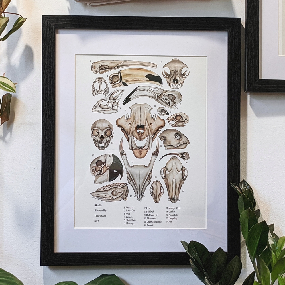 Framed Animal Skull Art Print